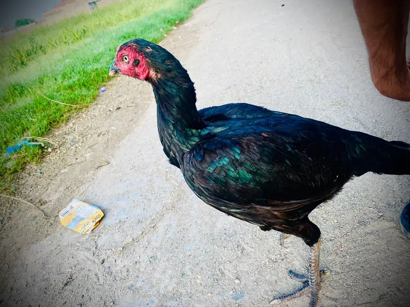 aseel mushki  egg deny wali hn — photo 2
