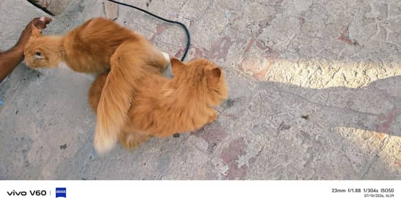 Persian Cats for Sale