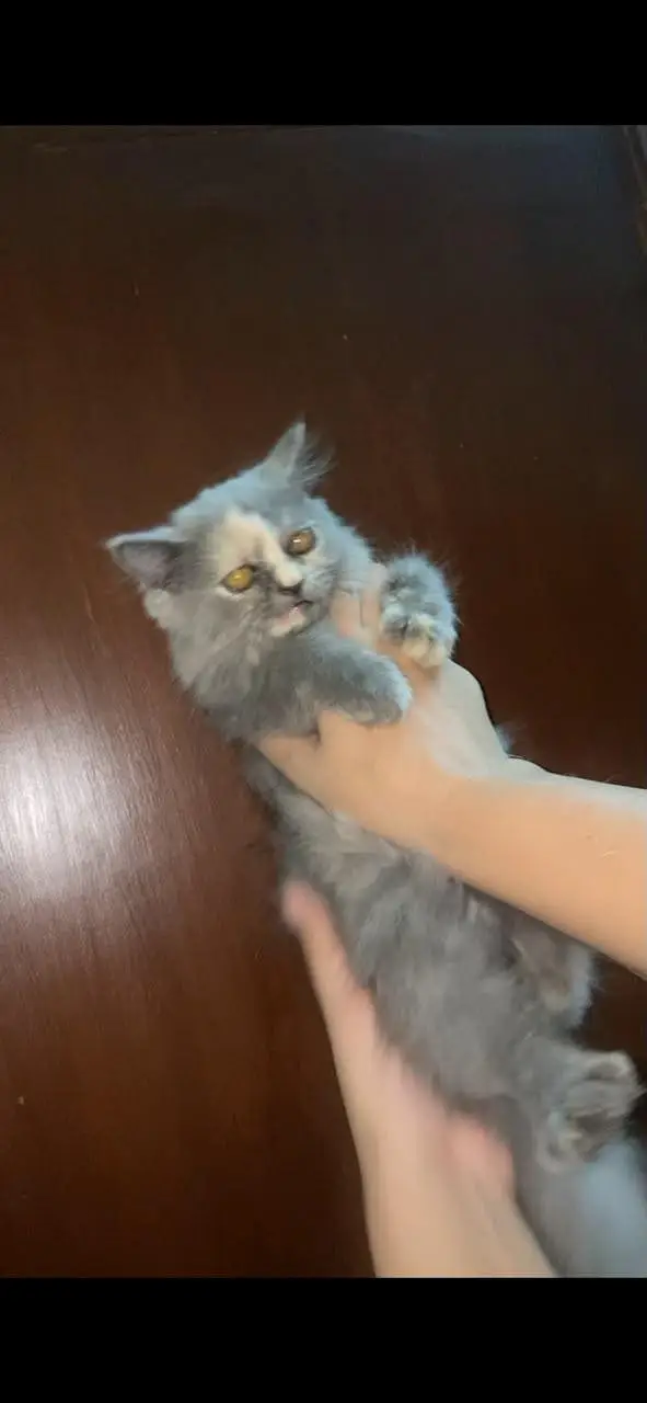 #persiancat #persianadult #persianfemale