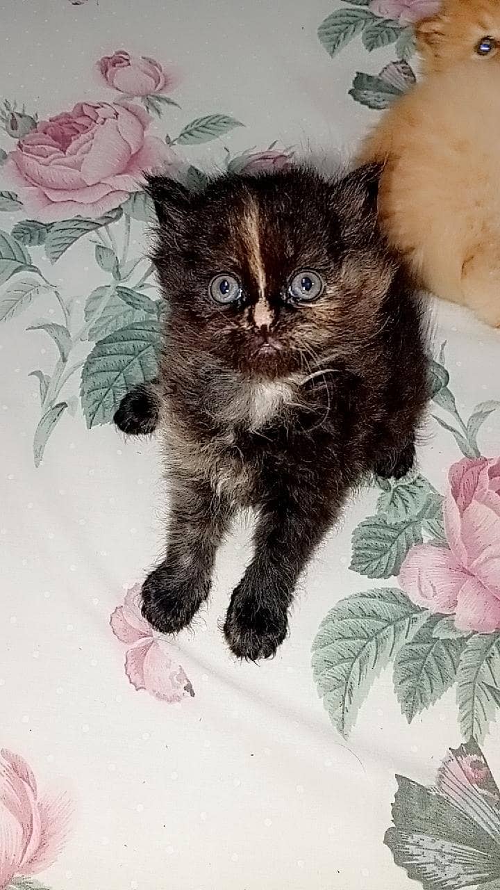 home bread1 0