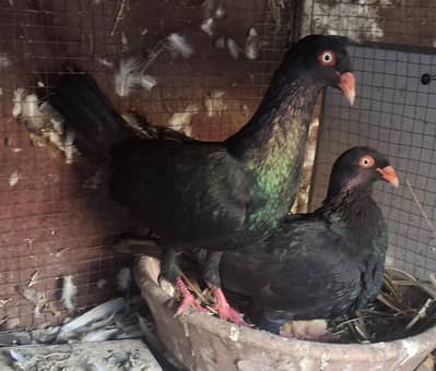 Black Danish Chicks pair and Ghazi Modena Chicks Pair for sale