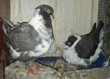 Ghazi Modena Chicks Pair. Ghazi Modena Single Breeder male