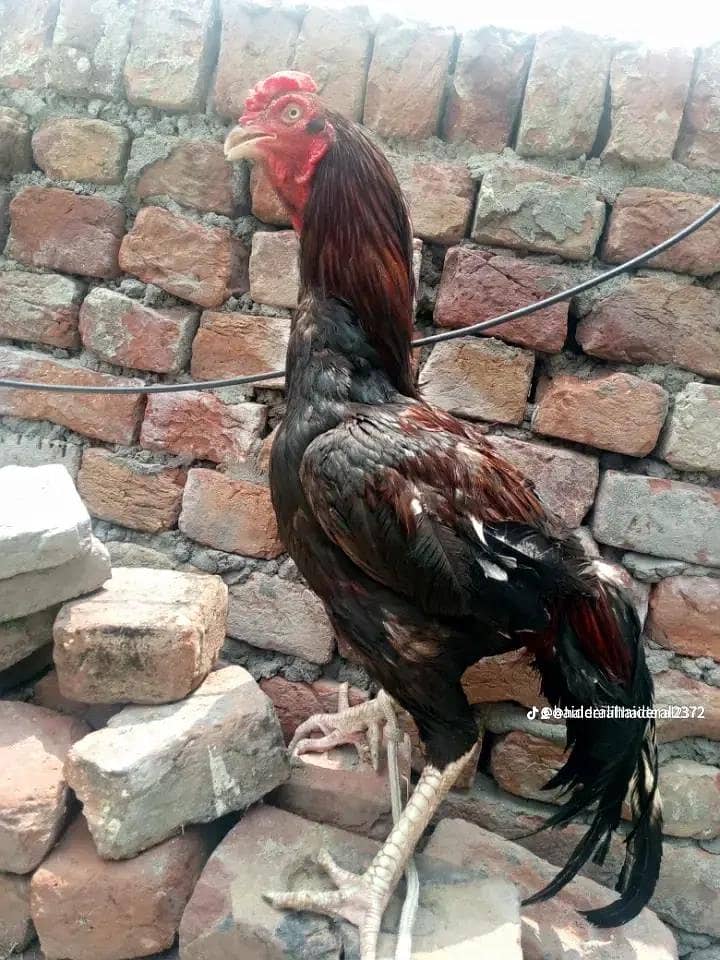 this is important for breeding 0