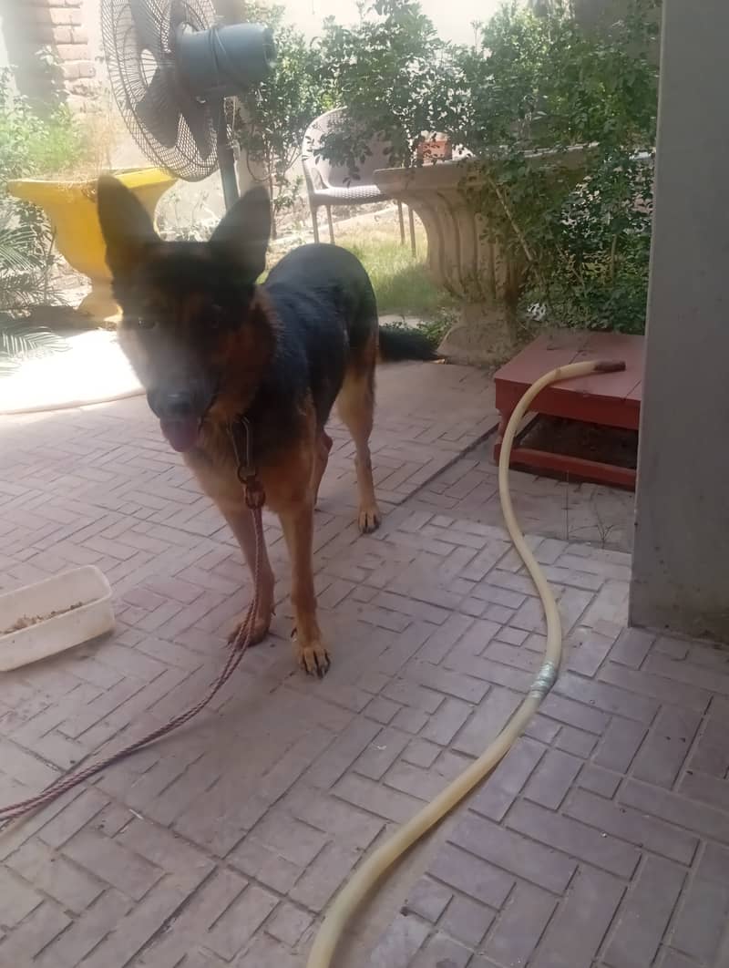 خوبصورت جرمن شیفرڈ مادہ فروخت کے لیے دستیاب 2
