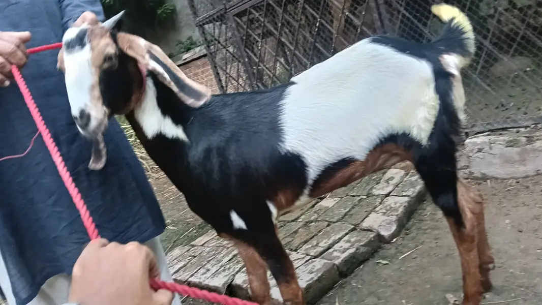 Desi Bakri Path (Female Goat) — photo 2