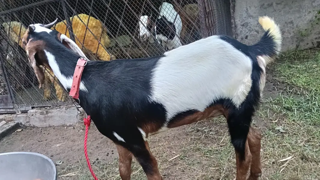 Desi Bakri Path (Female Goat)
