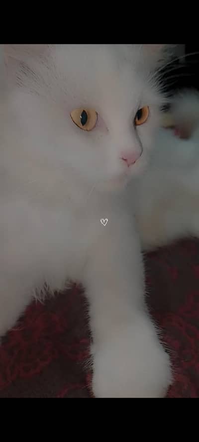 white Persian cat