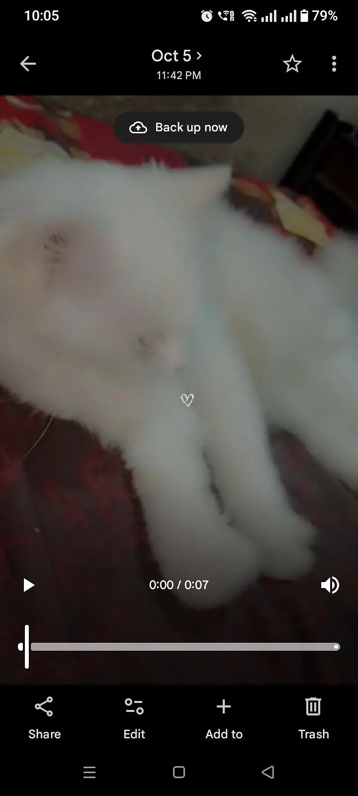 white Persian cat — photo 2