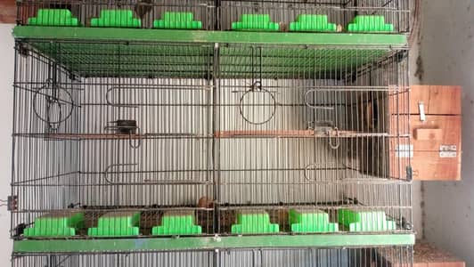 Bird Cages