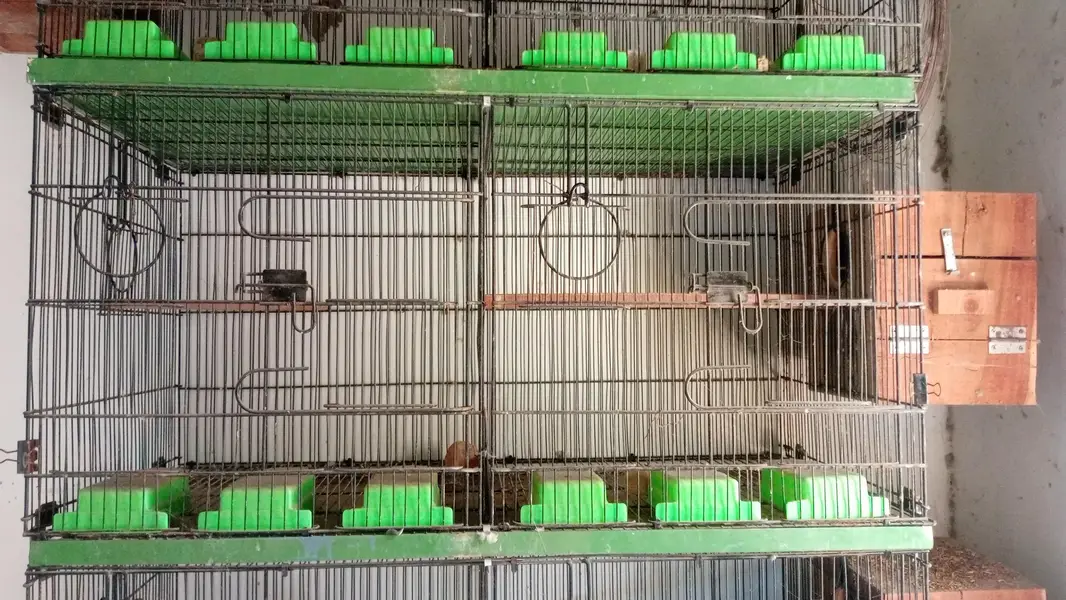 Bird Cages