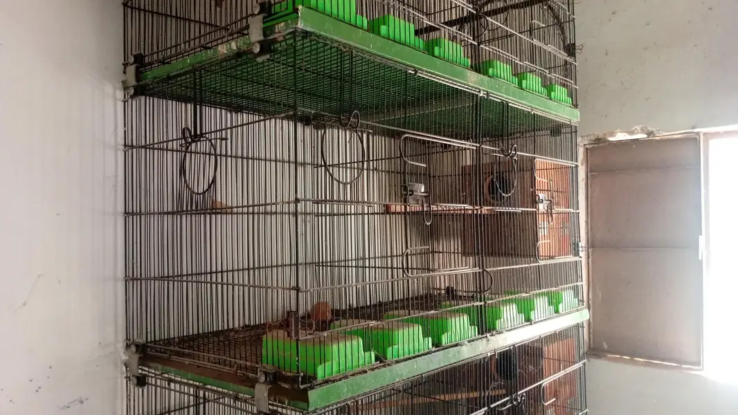 Bird Cages — photo 2