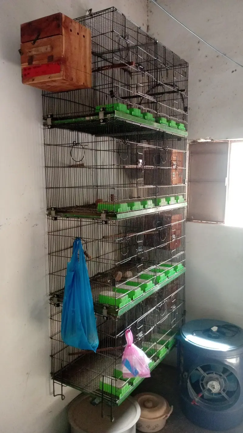 Bird Cages — photo 3