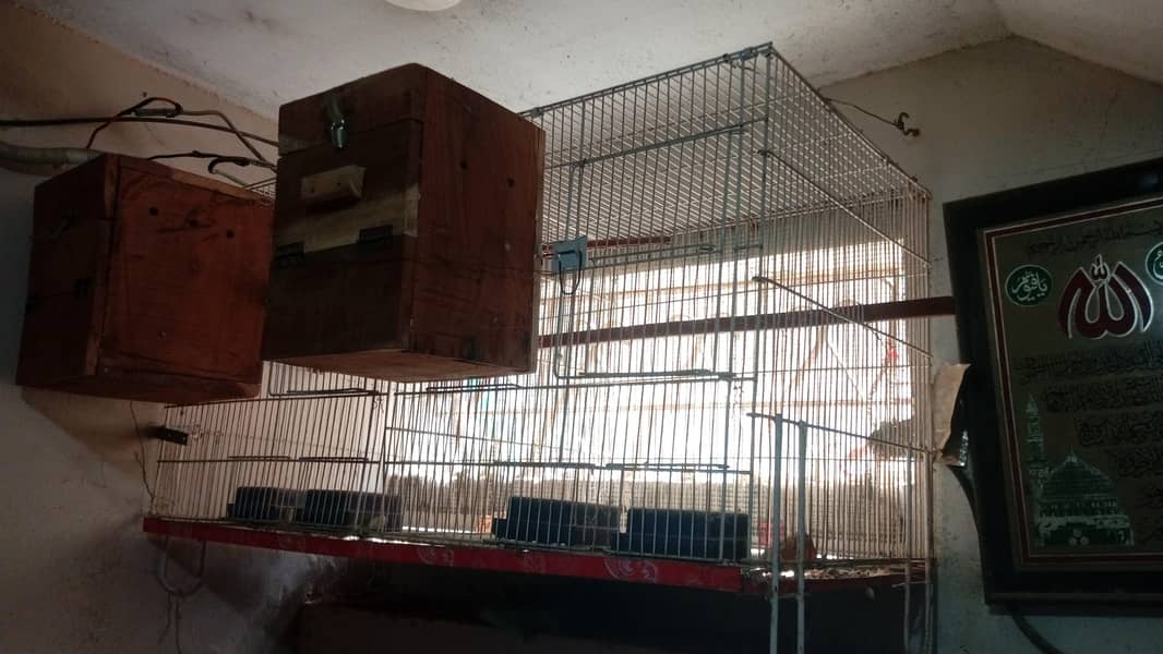 Bird Cages 3