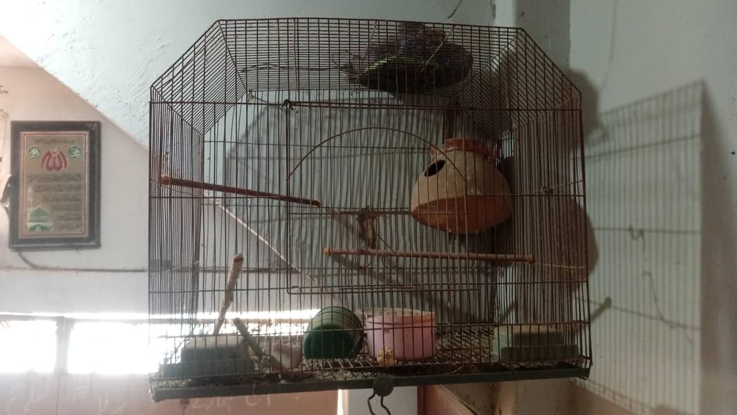Bird Cages 4