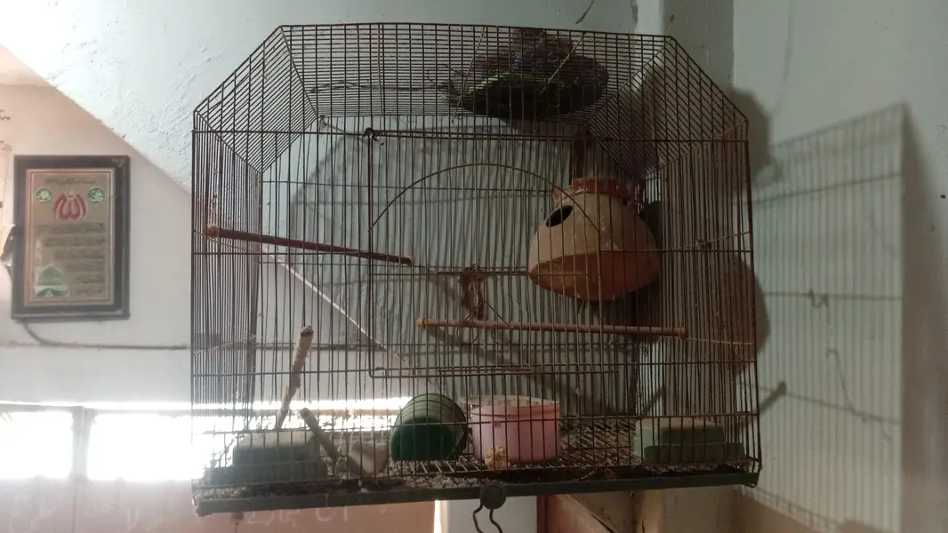 Bird Cages — photo 5
