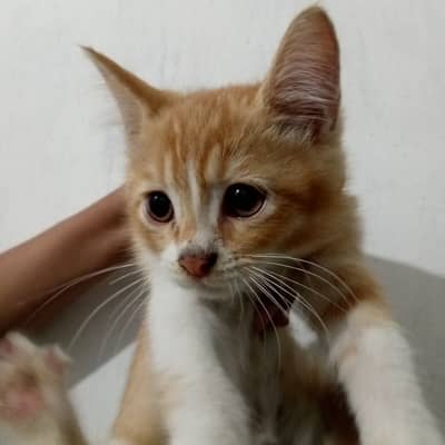 Persian family-Mother and 2 kittens(female)