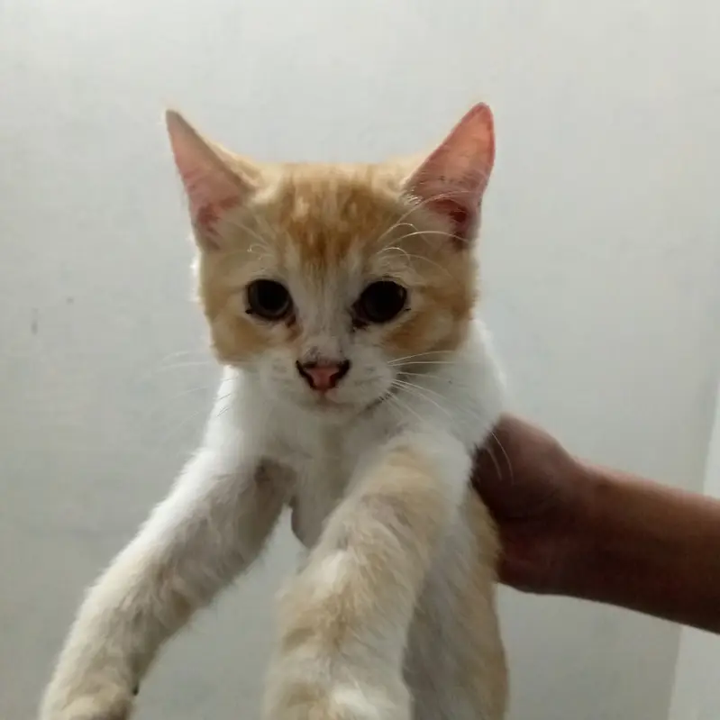 Persian family-Mother and 2 kittens(female) — photo 2