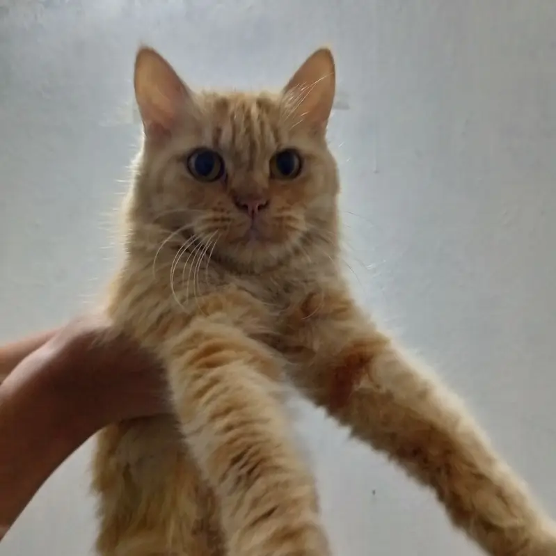 Persian family-Mother and 2 kittens(female) — photo 3