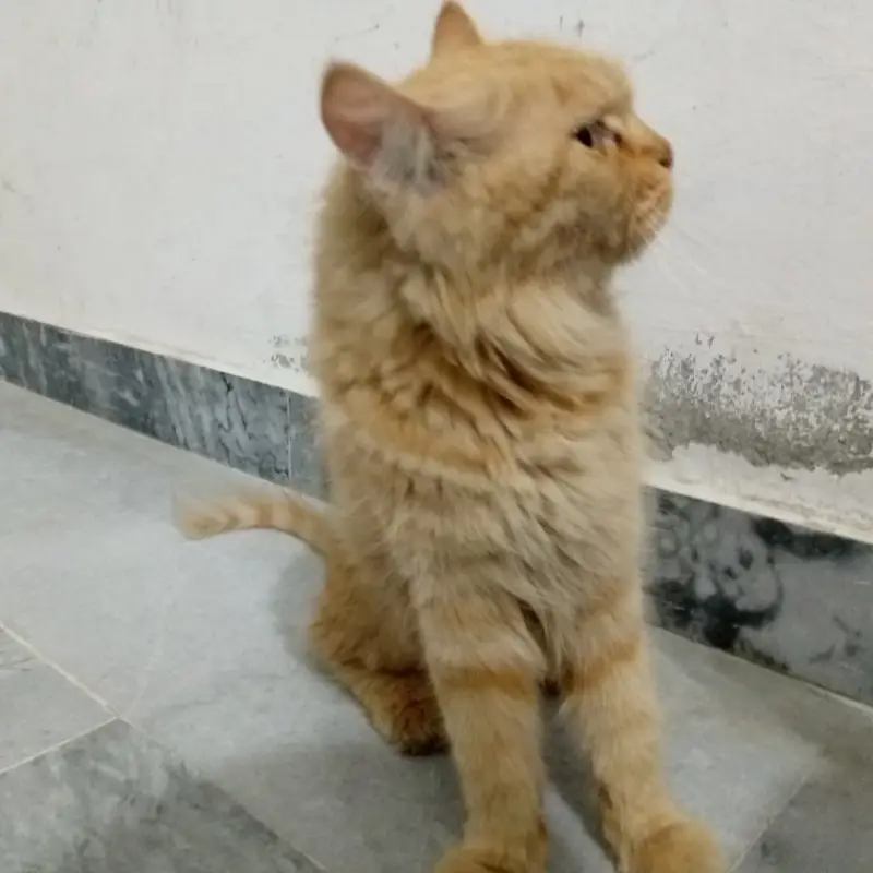 Persian family-Mother and 2 kittens(female) — photo 5