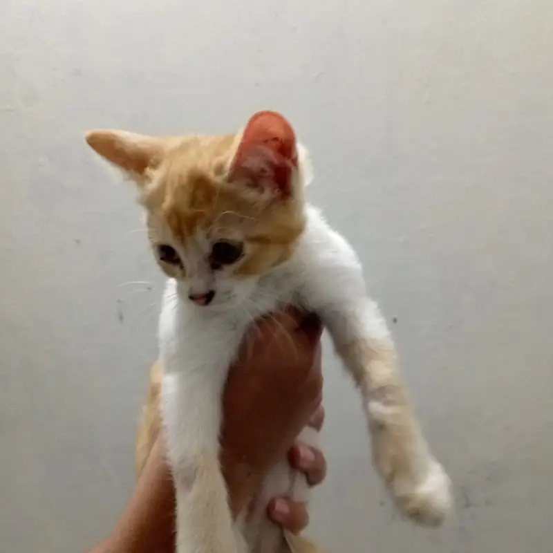 Persian family-Mother and 2 kittens(female) — photo 6