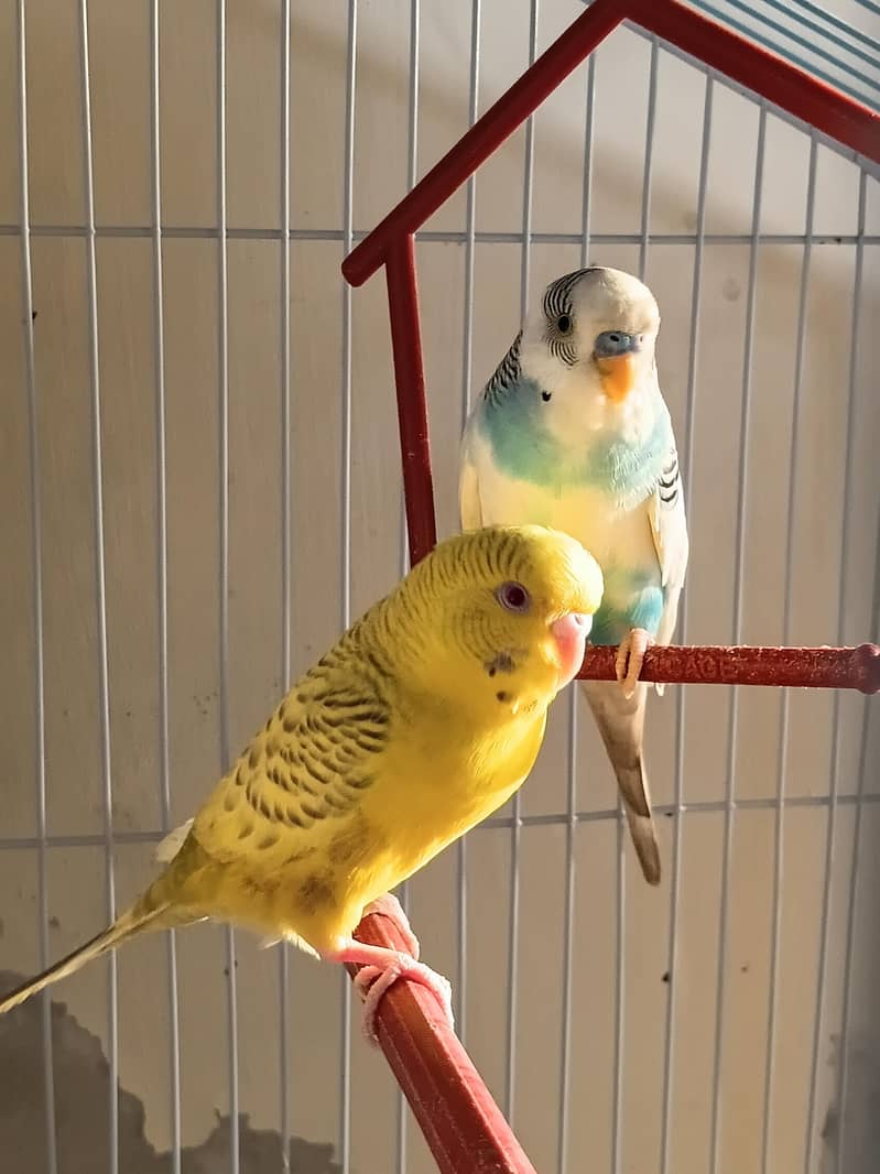 Fellow or pite parrot 0