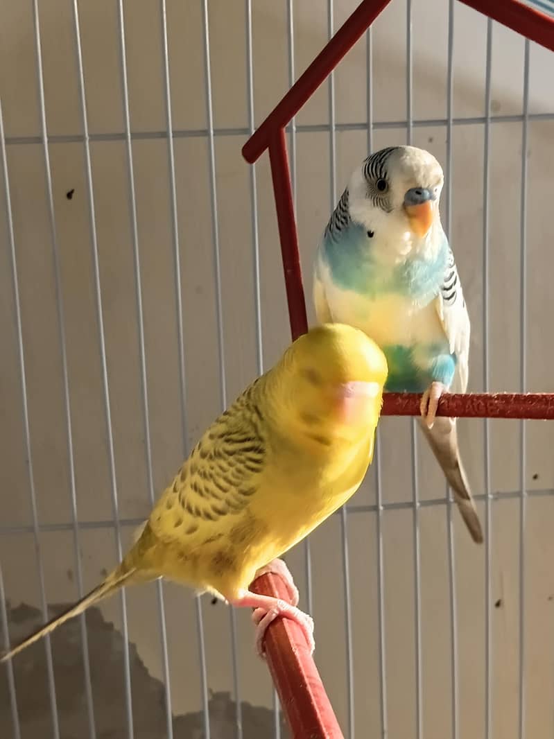 Fellow or pite parrot 1