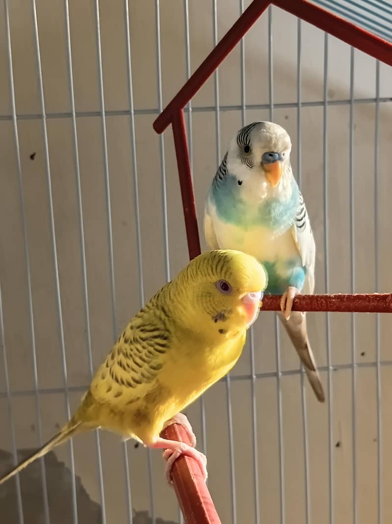 Fellow or pite parrot 2