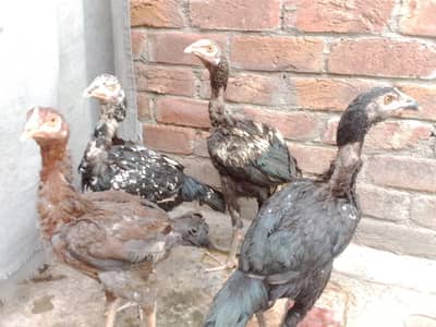 Hens for sale