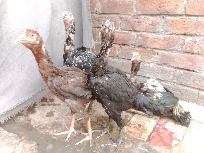 Hens for sale — photo 2
