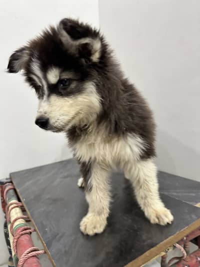 Husky puppy fully coated