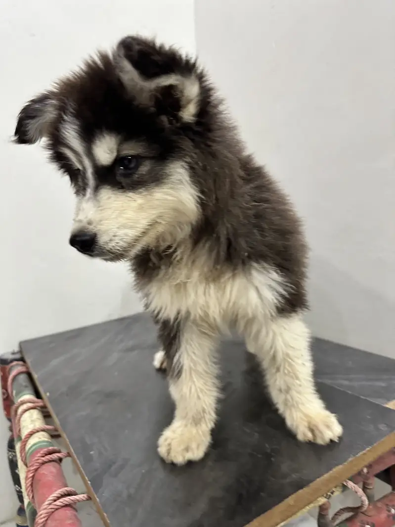 Husky puppy fully coated