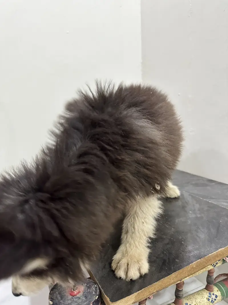 Husky puppy fully coated — photo 2