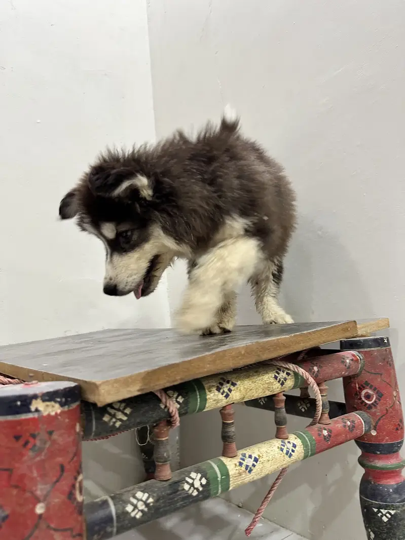 Husky puppy fully coated — photo 3