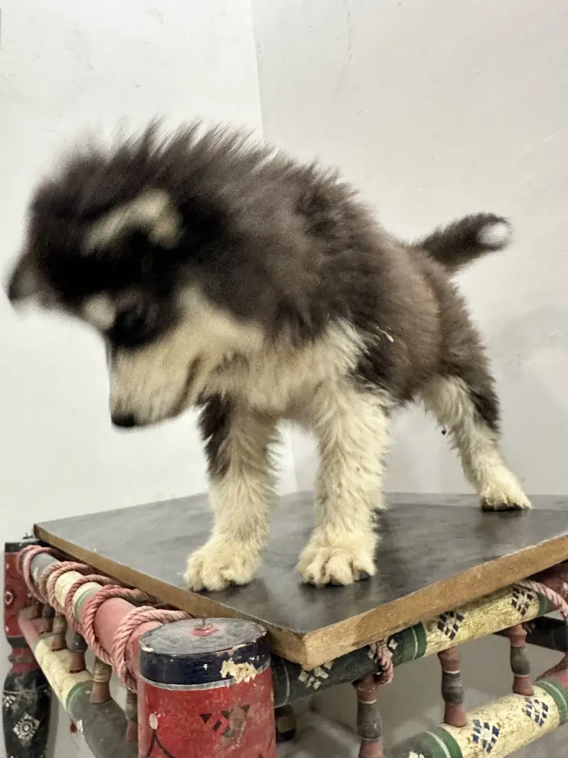 Husky puppy fully coated — photo 4
