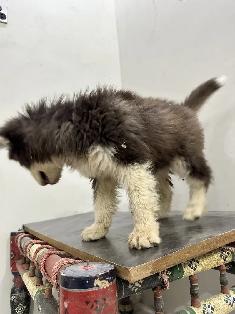 Husky puppy fully coated — photo 5