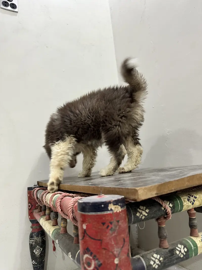 Husky puppy fully coated — photo 6