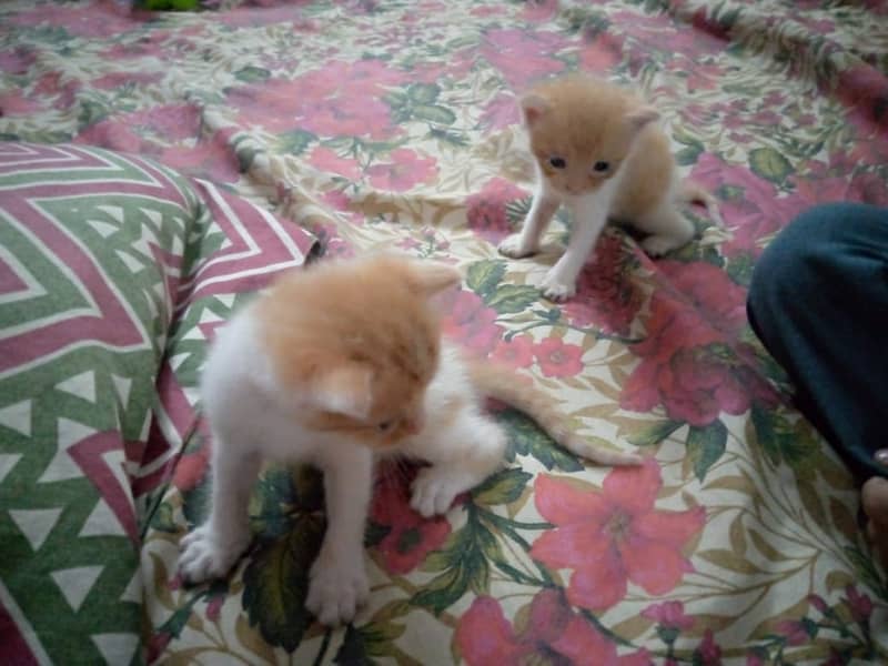 kittens Available 1