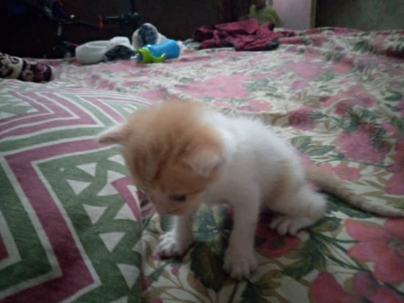 kittens Available 2