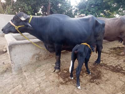 taza suwa bhains for sale