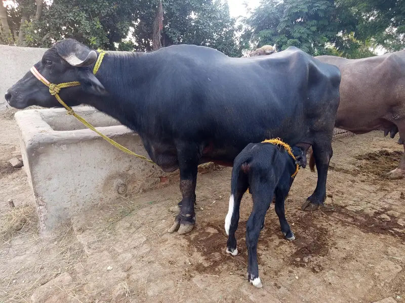 taza suwa bhains for sale