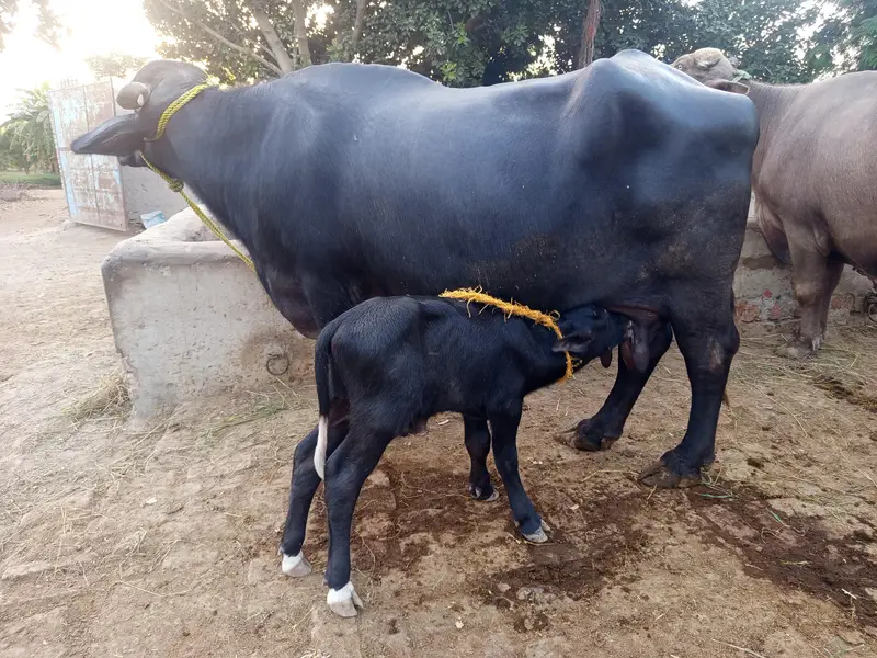 taza suwa bhains for sale — photo 2