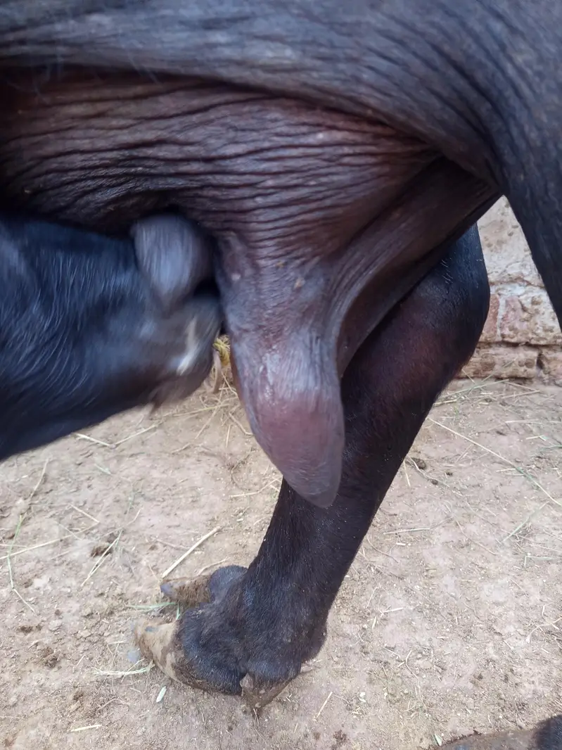 taza suwa bhains for sale — photo 3