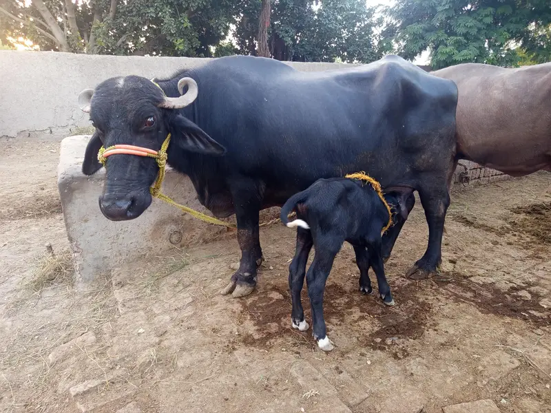 taza suwa bhains for sale — photo 4