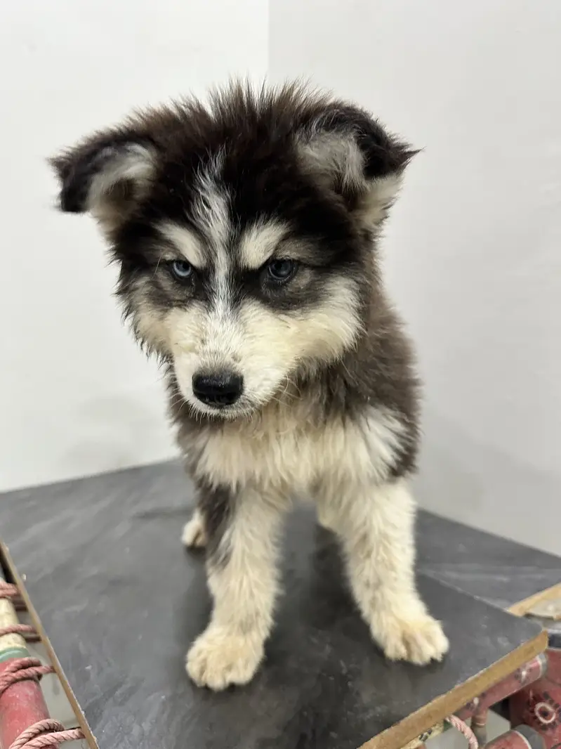 Husky puppy fully coated — photo 8