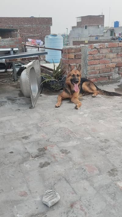 long coat bredr female