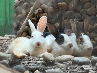 3 rabbits pair