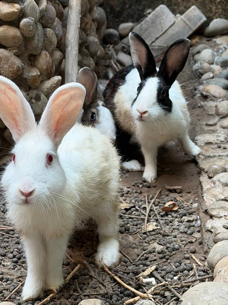 3 rabbits pair 1