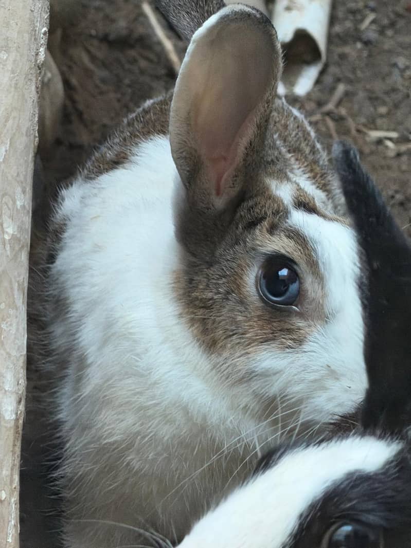 3 rabbits pair 2