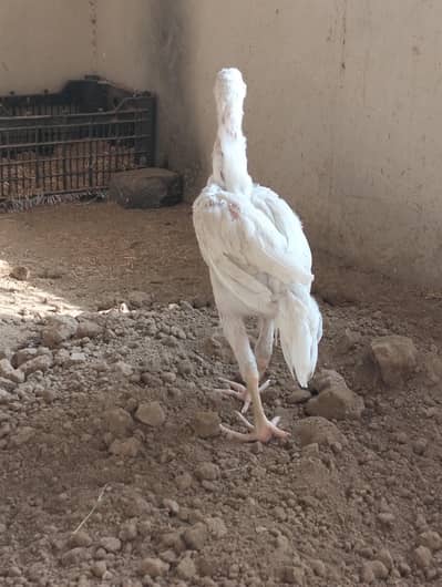 aseel patha for sale