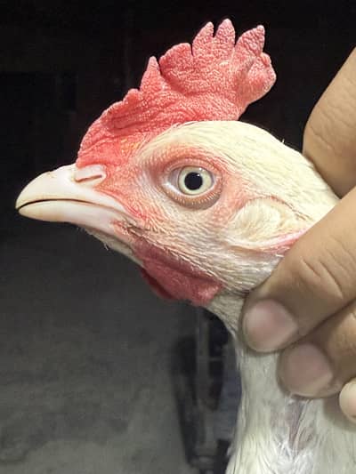 Aseel hen
